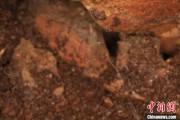 免费八字江西发现蜘蛛新物种 为研究呵叻蛛属适应区域提供依据